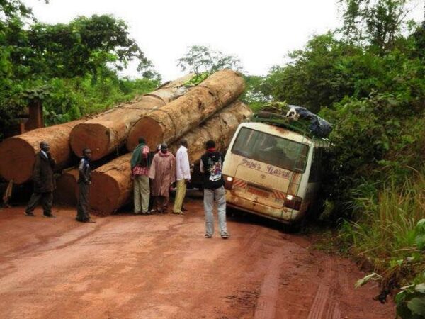 Où va donc l'argent produit par le bois camerounais ?