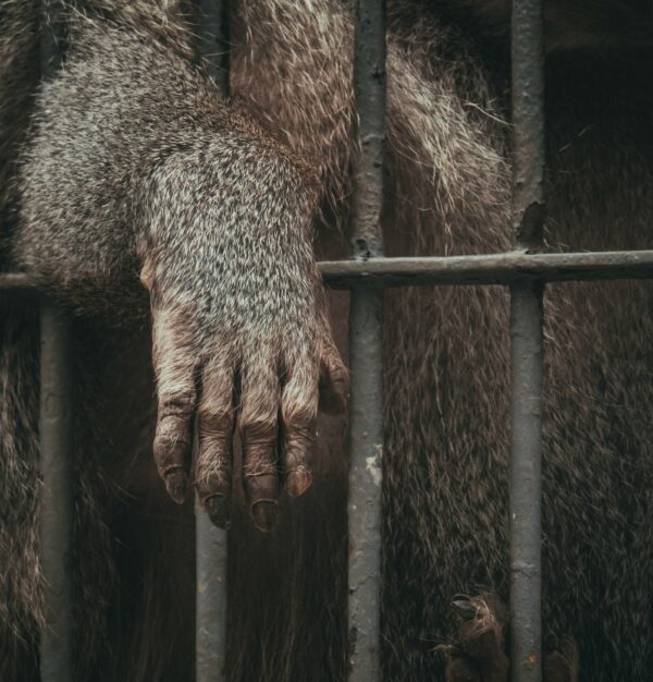 Belgique, la chasse aux étudiants camerounais par le gouvernement fédéral