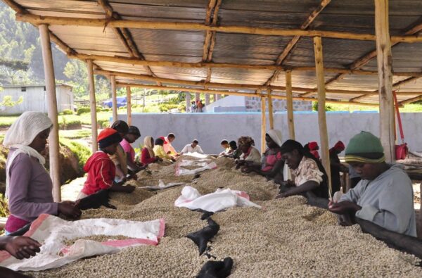 Le sublime café virunga du kivu est une fenêtre d’opportunités